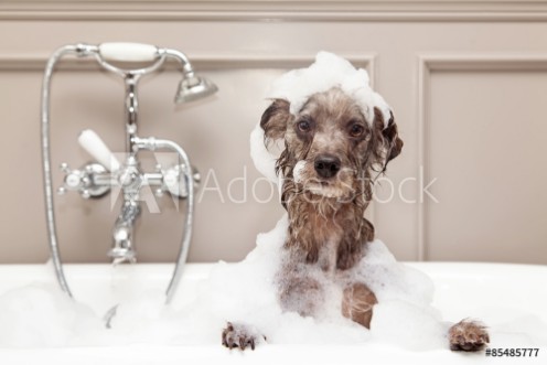 Bild på Funny Dog Taking Bubble Bath